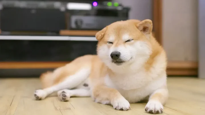 Почему упал Dogecoin