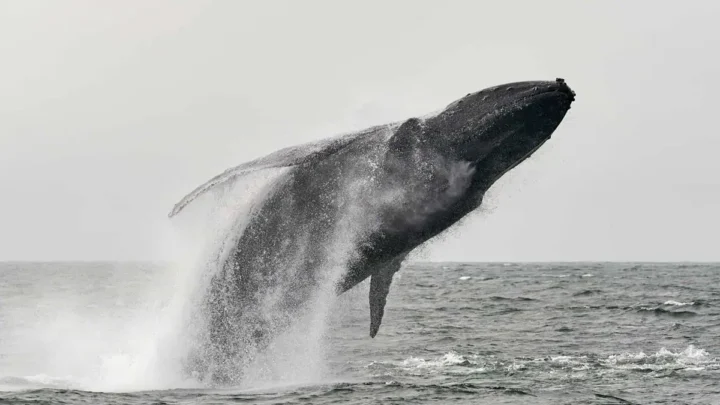 криптокиты накапливают биткоин